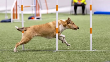 Agility