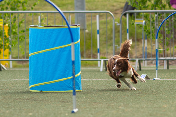 Hoopers starttikurssi